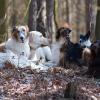 Odložení v lese: Andy, Mashi, Baron, Nika, Ája, Matylda