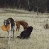 Honička s frisbee