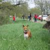 Basenji