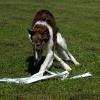 Coursing training 8 months